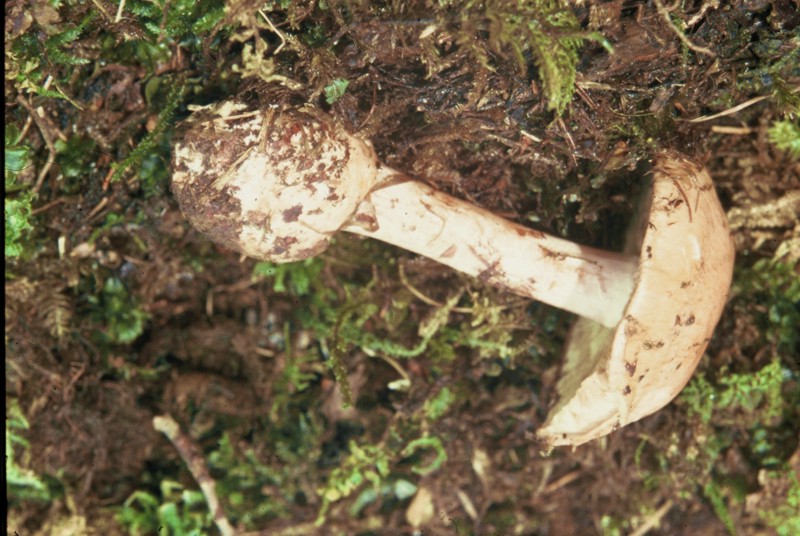 Cortinarius arcuatorum (?) e Cortinarius delaportei